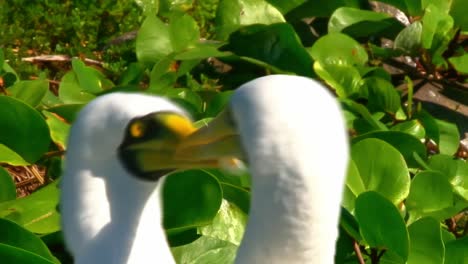 Zwei-Erwachsene-Weiße-Atoba-Seevögel-Schnappen-Mit-Ihren-Schnäbeln-Nacheinander