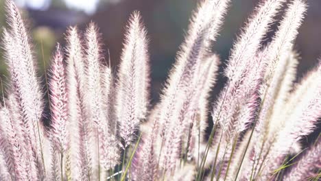 Beautiful-glowing-grass-flowers-glowing-in-the-sun-on-a-calm-windy-day--Close-up