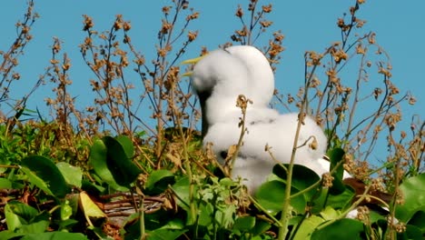 Zwei-Weiße-Atoba-Seevögel-Sitzen-In-Einem-Hohen-Gras-Auf-Den-Abrolhos-Inseln-In-Südamerika