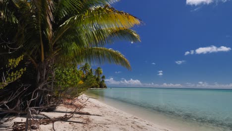Coconut-palmtrees-the-most-beautiful-tropical-beach-of-the-atoll-of-Fakarava,-French-Polynesia-with-crystal-clear-water-of-the-blue-lagoon-in-the-background