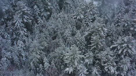 Snow-gently-falling-on-the-tops-of-evergreen-trees-in-a-forest-SLOW-MOTION-AERIAL