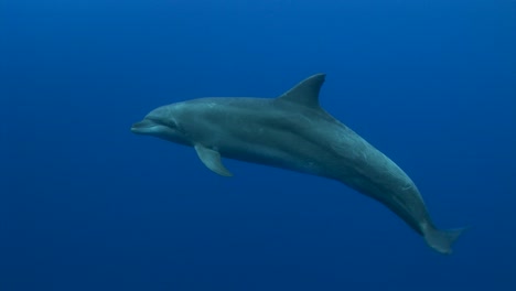 Close-shot-of-Bottlenose-dolphin,-tursiops-truncatus-in-clear-blue-water-of-the-south-pacific-ocean-posing-in-front-of-the-camera