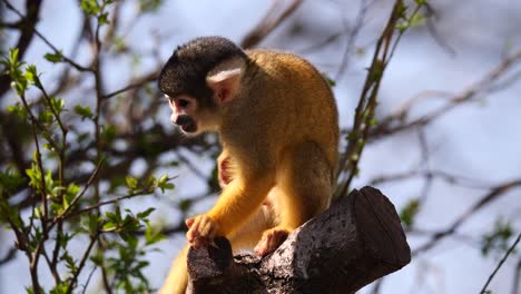 Close-up-shot-of-cute-young-Squirrel-monkey-perched-on-branch-and-eating-food-in-nature