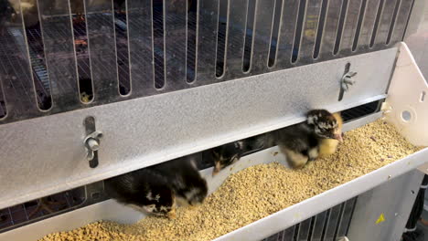 Newly-hatched-chickens-or-chicks-eating-at-a-hatchery---breed-is-Silver-Laces-Wyandotte