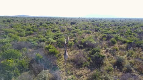 Giraffes-running-through-African-wilderness-plain-on-bright-day