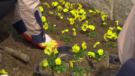 Plantando-Flores-Amarillas-De-Pensamiento-En-Un-Jardín-De-Tierra-En-La-Isla-Nami