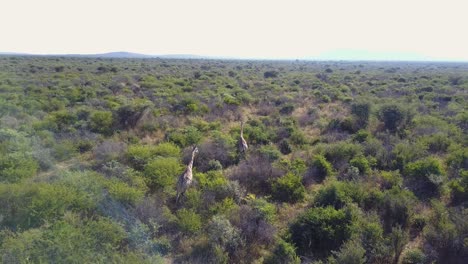 Giraffes-running-through-green-bushland-landscape-on-sunny-day-in-Botswana