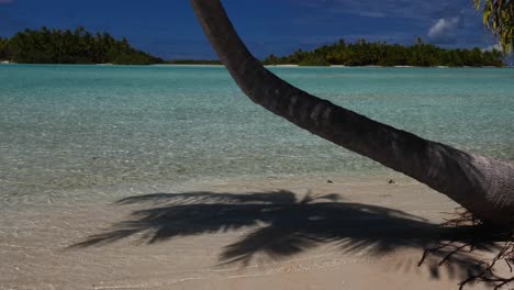 Kokospalme-Und-Ihr-Schatten-Am-Schönsten-Tropischen-Strand-Des-Fakarava-Atolls,-Französisch-Polynesien-Mit-Kristallklarem-Wasser-Der-Blauen-Lagune-Im-Hintergrund