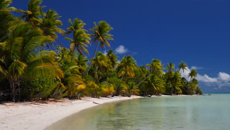 Palmeras-De-Coco-En-La-Playa-Tropical-Más-Hermosa-Del-Atolón-De-Fakarava,-Polinesia-Francesa-Con-Aguas-Cristalinas-De-La-Laguna-Azul-Al-Fondo