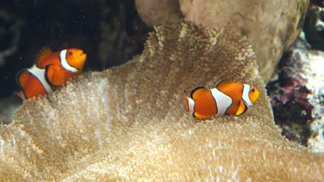 Süßes-Paar-Clownfische,-Die-An-Sonnigen-Tagen-Unter-Wasser-Zwischen-Korallen-Schwimmen,-Nahaufnahme
