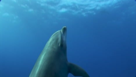 Two-Bottlenose-dolphins,-tursiops-truncatus-come-down-from-the-surface-in-clear-blue-water-of-the-south-pacific-ocean
