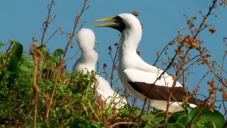 Long-shot-of-a-young-and-an-adult-White-Atoba-seabird-calling-out-and-making-noise-while-hiding-among-tall-grass