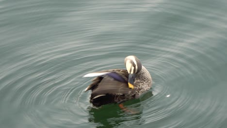 Nami-Island-wild-duck-in-water-closeup