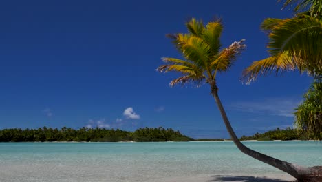 Coconut-palmtree-on-the-most-beautiful-tropical-beach-of-the-atoll-of-Fakarava,-French-Polynesia-with-crystal-clear-water-of-the-blue-lagoon-in-the-background