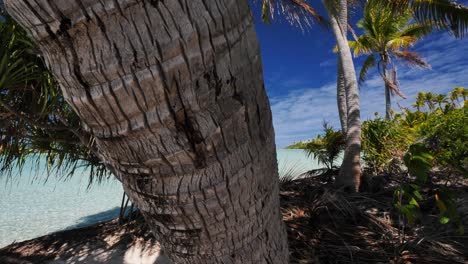Kamerafahrten-über-Den-Stamm-Einer-Kokospalme-Mit-Der-Kristallklaren-Blauen-Lagune-Des-Fakarava-Atolls-Im-Hintergrund