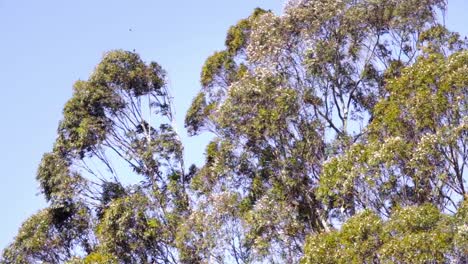 Blick-Auf-Hohe-Eukalyptusbäume,-Die-Sich-An-Einem-Sonnigen-Tag-Im-Sanften-Wind-Wiegen