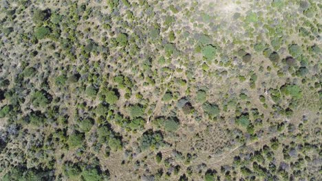 Aerial-top-view-of-wild-giraffes-running-through-trees-in-Botswana,-Africa