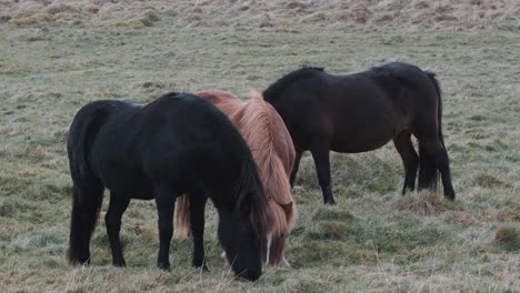 Three-Icelandic-horses-grazing-together-in-open-field