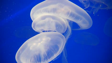 Group-of-white-Jellyfish-swimming-underwater-inside-aquarium-of-zoo,illuminated-by-light