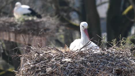 Close-up-shot-of-white-stork-in-nest-resting-outdoors-on-top-of-tree-during-beautiful-sunny-day