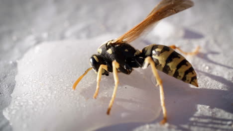 A-dying-wasp-on-a-white-background