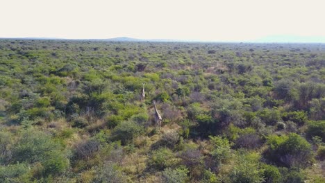 Aerial-view-of-two-giraffes-running-through-bush-land-in-Botswana