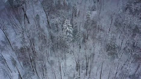 Flying-forward-above-a-winter-forest-during-a-snow-storm-TOP-DOWN-AERIAL-SLOW-MOTION