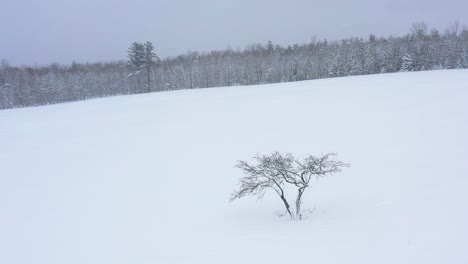 Fliegen-Vorbei-An-Einem-Isolierten-Apfelbaum-Auf-Einem-Schneebedeckten-Hügel-Seitlichen-Feld-Luftzeitlupe