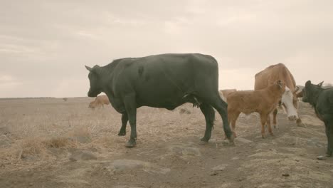 Vacas-02-En-El-Norte-De-Israel---Alturas-Del-Golán-Pastando-Con-Terneros