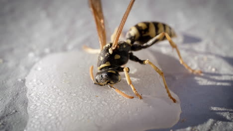 Static-close-up-shot-of-dying-wasp-in-water-with-sugar