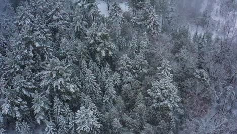 Aerial-orbit-above-an-evergreen-forest-during-a-snow-storm-SLOW-MOTION