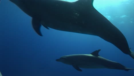 Bottlenose-dolphins,-tursiops-truncatus-in-clear-blue-water-of-the-south-pacific-ocean-getting-close-to-the-camera