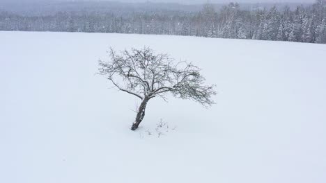 Orbiting-around-a-bare-apple-tree-in-a-snowy-field-during-a-blizzard-SLOW-MOTION-AERIAL