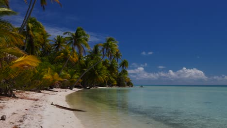 Palmeras-De-Coco-En-La-Playa-Tropical-Más-Hermosa-Del-Atolón-De-Fakarava,-Polinesia-Francesa-Con-Aguas-Cristalinas-De-La-Laguna-Azul-Al-Fondo
