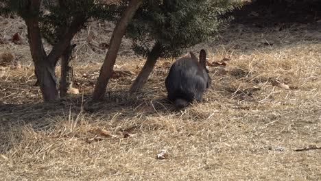 Nami-Island-closeup-wild-black-rabbit-eating-grass-near-the-fir-trees