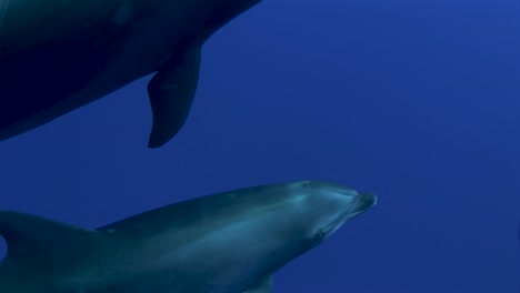 Close-shot-of-a-Bottlenose-dolphins,-tursiops-truncatus-passing-in-clear-blue-water-of-the-south-pacific-ocean-and-get-close-to-the-camera