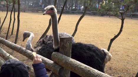 Nami-Island-closeup-peopleare-trying-to-feed-ostrich