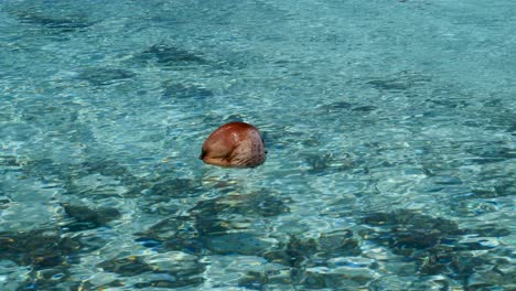 Coconut-floating-in-the-tropical-and-crystal-clear-water-of-the-lagoon-of-the-atoll-of-Fakarava,-French-Polynesia