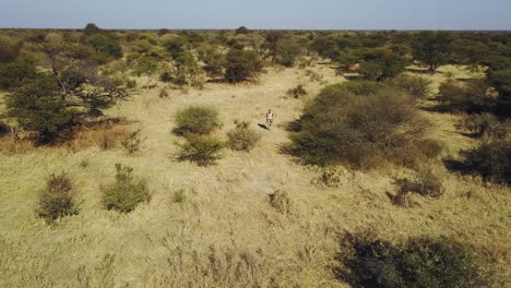 Lone-man-walking-through-arid-African-wilderness,-Aerial-view