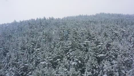 Während-Einer-Blizzard-Luftzeitlupe-Auf-Die-Spitze-Eines-Schneebedeckten-Immergrünen-Hügels-Fliegen
