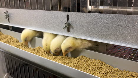 Day-old-yellow-chicken-hatchlings-eat-from-their-pen---breed-is-Delaware