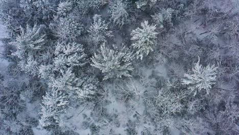 Flying-over-a-snow-covered-forest-during-a-blizzard-AERIAL-TOP-DOWN-SLOW-MOTION