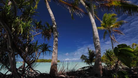 Coconut-palmtree-and-its-shadow-on-the-most-beautiful-tropical-beach-of-the-atoll-of-Fakarava,-French-Polynesia-with-crystal-clear-water-of-the-blue-lagoon-in-the-background