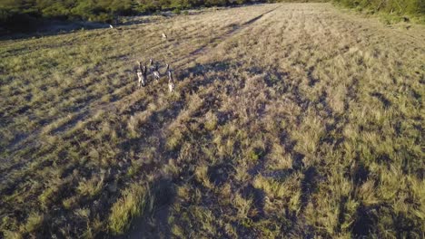 Herd-of-zebras-running-through-grasslands-at-sunset,-AERIAL
