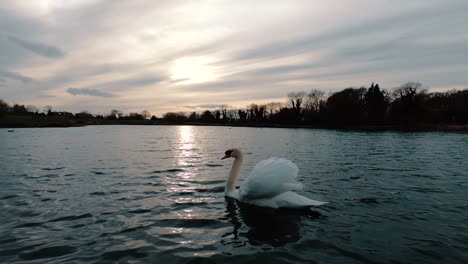 Slow-motion-shot-of-a-white-swan-as-swimming-on-a-lake,-turning-sideways-towards-the-camera-with-sunset-in-the-background