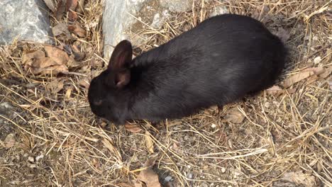 Nami-Island-closeup-wild-black-rabbit-eating-grass-top-view