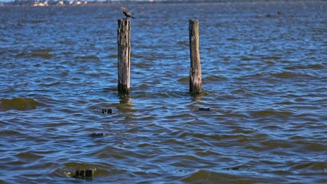 A-bird-sits-on-a-wooden-post-that-are-the-remains-of-an-old-dock