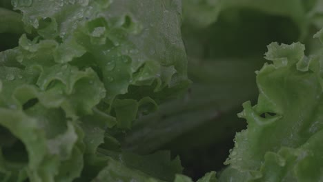 Close-up-shot-of-lettuce-being-misted-with-water-while-rotating-on-display