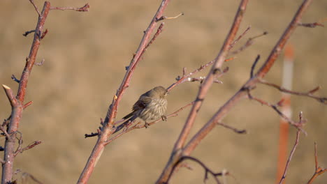 Adult-female-house-finch-perched-in-a-tree-singing-and-eating-a-seed---static-isolated