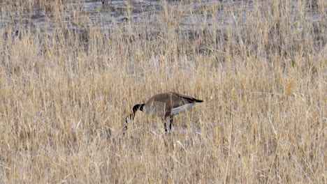 Canada-goose-foraging-for-food-in-the-marshy-wetlands---static